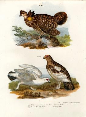 Pinnated Grouse 1864