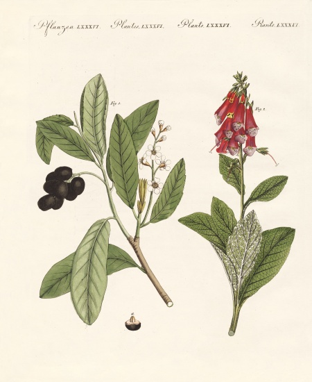 Poisonous plants von German School, (19th century)
