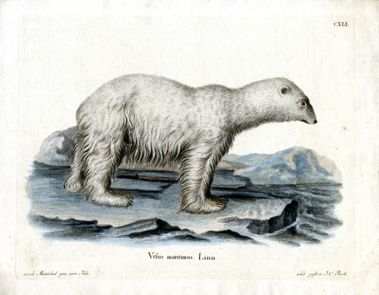 Polar Bear von German School, (19th century)