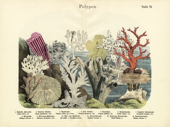Polyps, c.1860 von German School, (19th century)