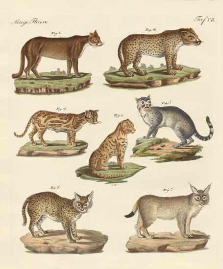 Predators from all parts of the world von German School, (19th century)