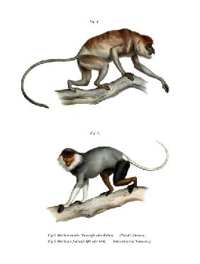 Proboscis Monkey 1860