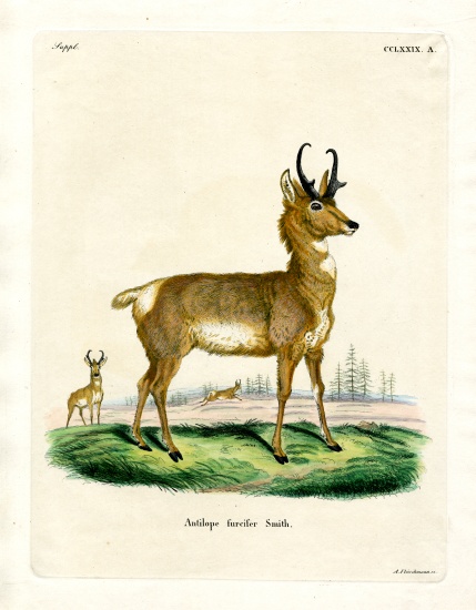 Pronghorn Antelope von German School, (19th century)