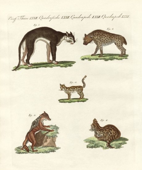 Rapacious animals von German School, (19th century)