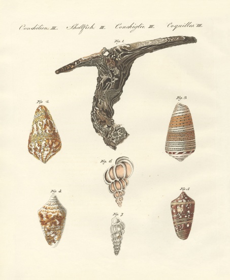 Rare shells von German School, (19th century)