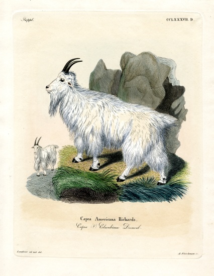 Rocky Mountain Goat von German School, (19th century)