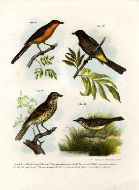 Rufous-breasted Babbler 1864