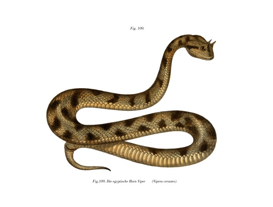 Sahara Sand Viper von German School, (19th century)