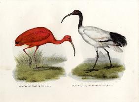 Scarlet Ibis 1864