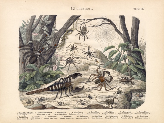 Scorpions and Spiders, c.1860 von German School, (19th century)