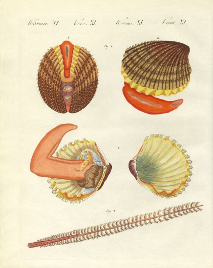 Sea creatures von German School, (19th century)
