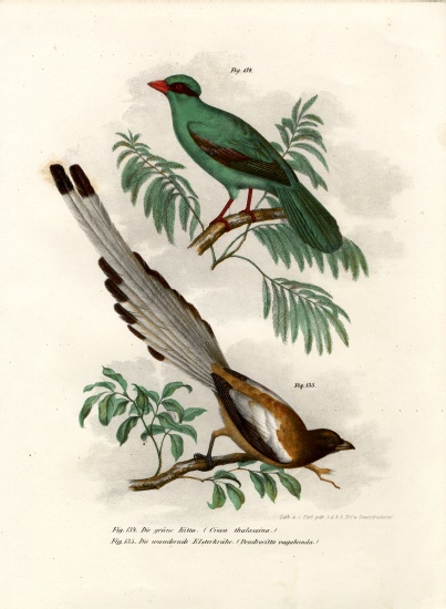 Short-tailed Green Magpie von German School, (19th century)