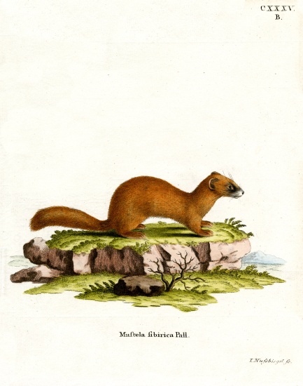 Siberian Weasel von German School, (19th century)