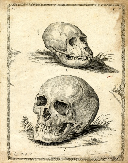 Skulls von German School, (19th century)