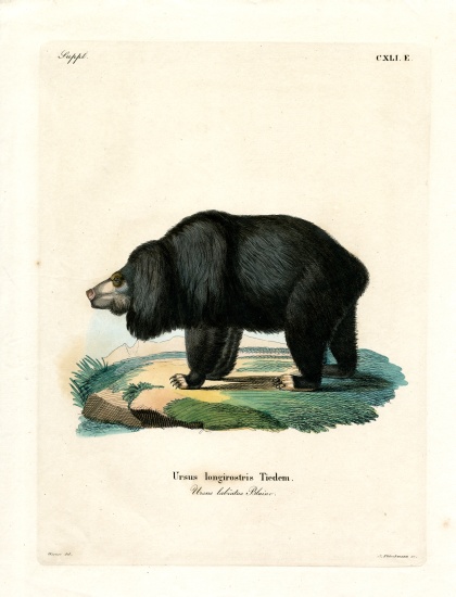 Sloth Bear von German School, (19th century)