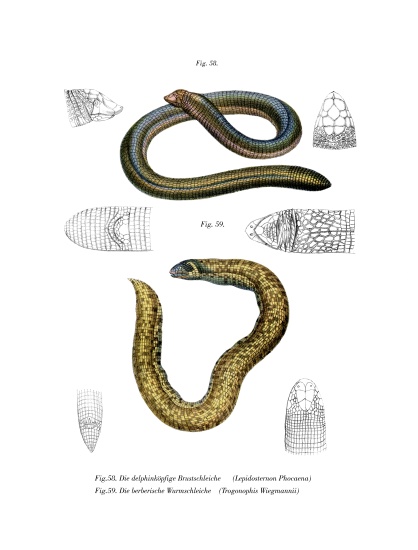 Smallhead Worm Lizard von German School, (19th century)