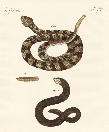 snake von German School, (19th century)