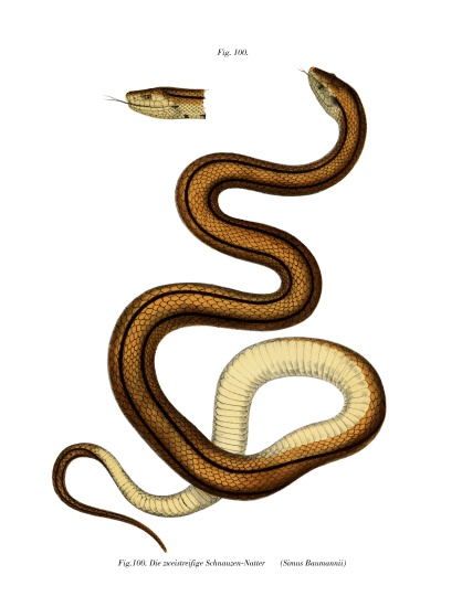 Snake von German School, (19th century)