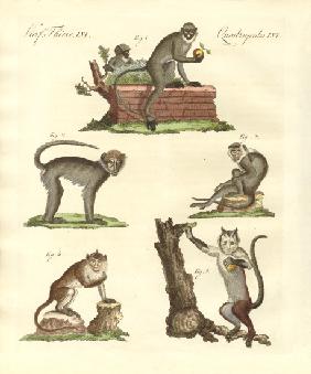 Some kinds of monkeys