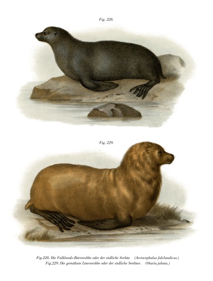 South American Fur Seal von German School, (19th century)