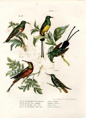 Southern Double-collared Sunbird 1864