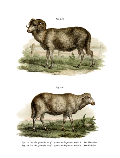 Spanish Sheep von German School, (19th century)