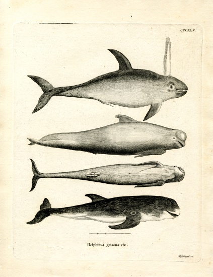 Species of Dolphins von German School, (19th century)