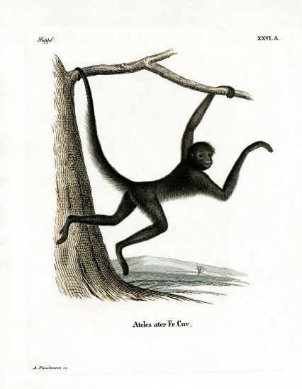 Spider Monkey von German School, (19th century)