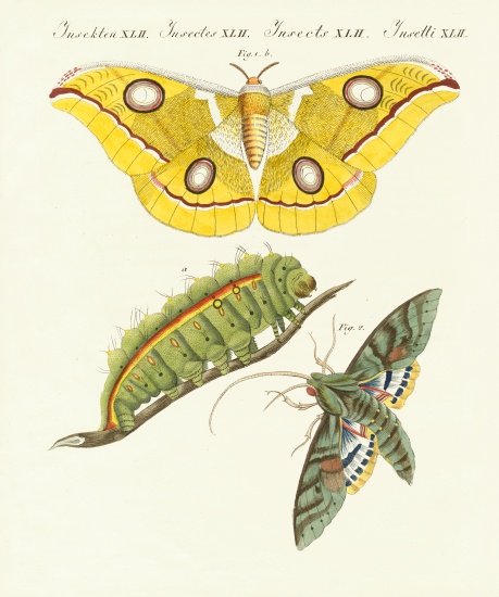 Splendid foreign butterflies von German School, (19th century)