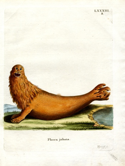Steller Sea Lion von German School, (19th century)
