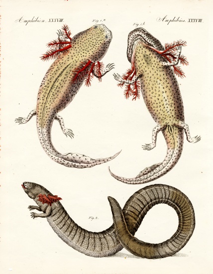 Strange amphibians von German School, (19th century)
