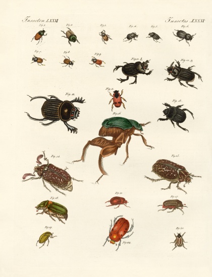 Strange beetles von German School, (19th century)