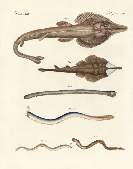 Strange cartilageous fish von German School, (19th century)