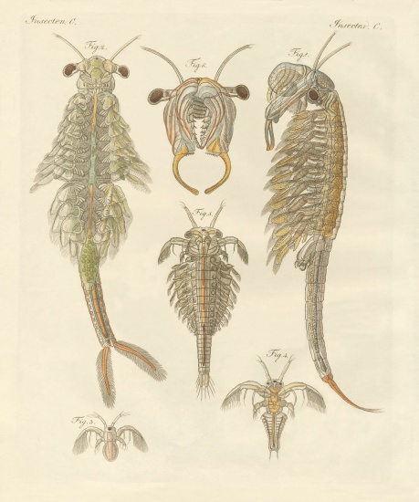 Strange crustaceans von German School, (19th century)