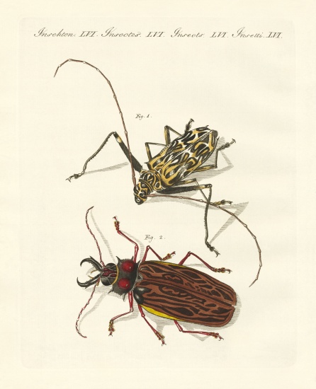 Strange foreign beetles von German School, (19th century)