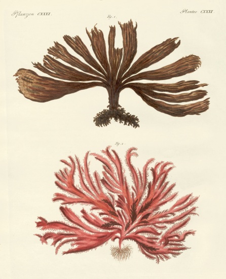 Strange kinds of seaweed von German School, (19th century)