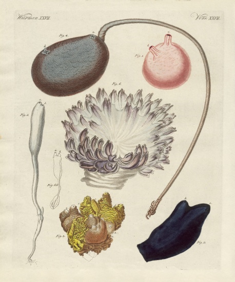 Strange molluscs von German School, (19th century)