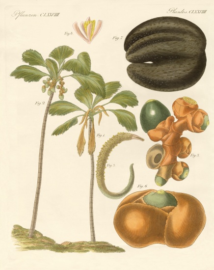 Strange plants von German School, (19th century)