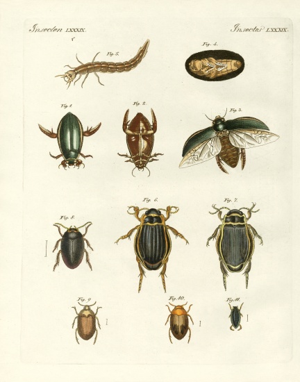 Strange swimming beetles von German School, (19th century)