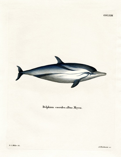 Striped Dolphin von German School, (19th century)