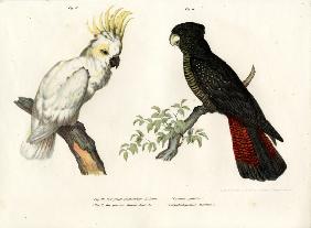 Sulphur-crested Cockatoo 1864