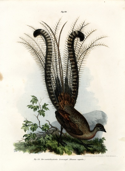 Superb Lyrebird von German School, (19th century)