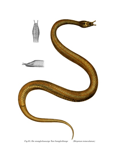 Tentacle Snake von German School, (19th century)