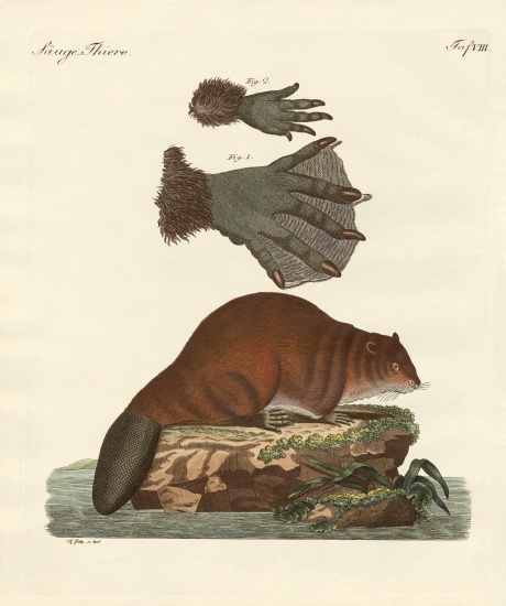 The beaver von German School, (19th century)