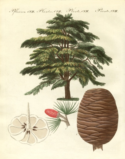 The cedar from Lebanon von German School, (19th century)