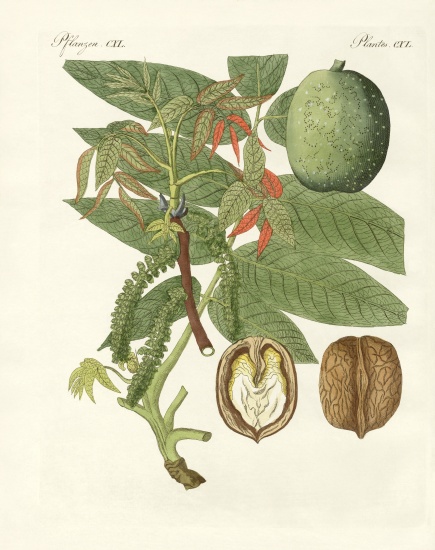 The common walnut-tree von German School, (19th century)