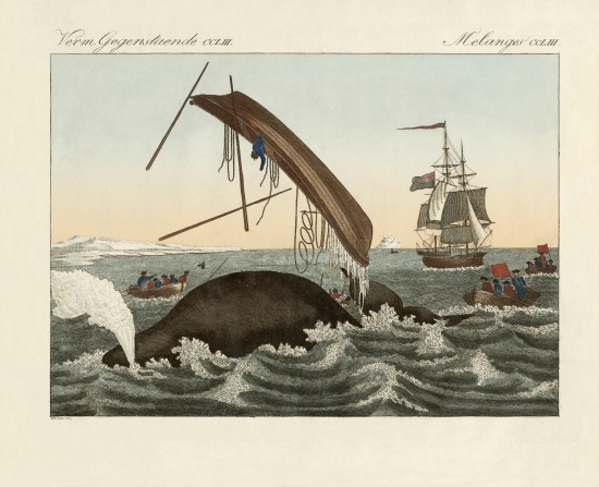 The dangers of whale fishing von German School, (19th century)