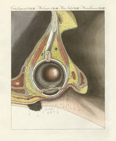 The facial organ illustrated through the human eye von German School, (19th century)