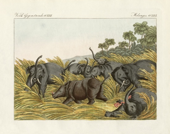 The fight of the rhinoceros with the elefants von German School, (19th century)