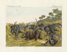 The fight of the rhinoceros with the elefants